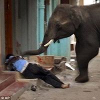 Tin tức trong ngày - Voi biến thành "sát nhân" khi bị di cư