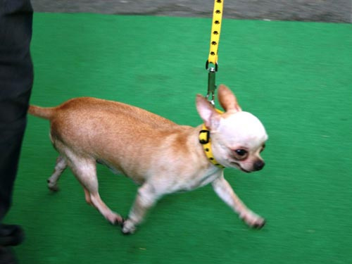 Chó đẹp trên thế giới về hội tụ ở TPHCM - 2