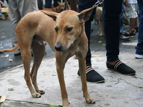 Chó đẹp trên thế giới về hội tụ ở TPHCM - 3