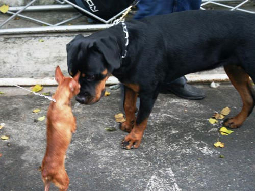 Chó đẹp trên thế giới về hội tụ ở TPHCM - 4