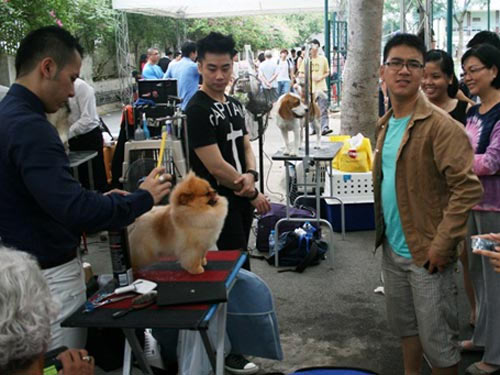 Chó đẹp trên thế giới về hội tụ ở TPHCM - 5