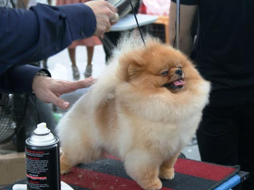 Chó đẹp trên thế giới về hội tụ ở TPHCM - 6