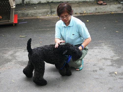 Chó đẹp trên thế giới về hội tụ ở TPHCM - 7