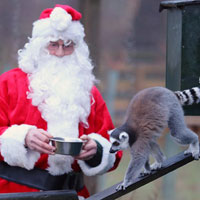 Tin tức trong ngày - Ảnh đẹp: "Quà Noel" cho vượn cáo