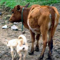 Tin tức trong ngày - Rét kéo dài, Quảng Bình xuất hiện "mưa than"