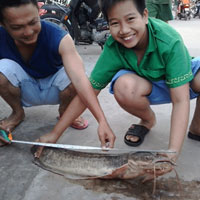 Tin tức trong ngày - Câu được "lão" cá trê "khủng"