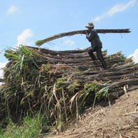 Thị trường - Tiêu dùng - Nhà máy đường đối mặt nguy cơ phá sản