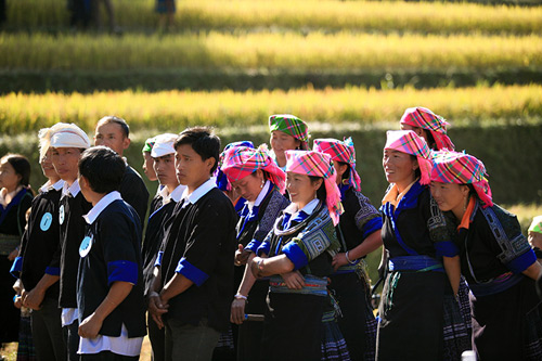 Lên Mù Cang Chải xem chọi trâu, gặt lúa - 1