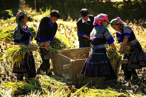 Lên Mù Cang Chải xem chọi trâu, gặt lúa - 7