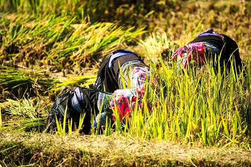 Lên Mù Cang Chải xem chọi trâu, gặt lúa - 5