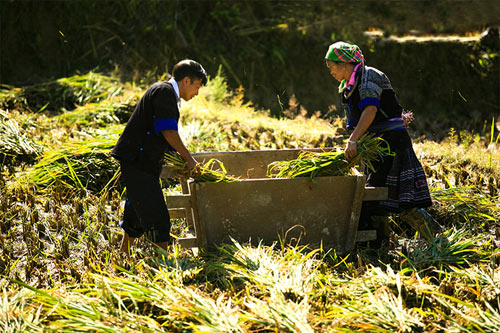Lên Mù Cang Chải xem chọi trâu, gặt lúa - 8