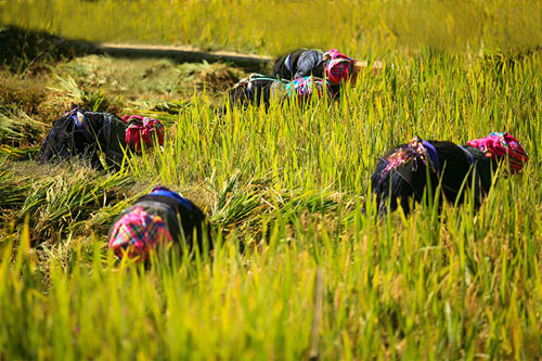 Lên Mù Cang Chải xem chọi trâu, gặt lúa - 4