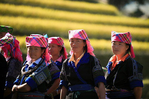 Lên Mù Cang Chải xem chọi trâu, gặt lúa - 2