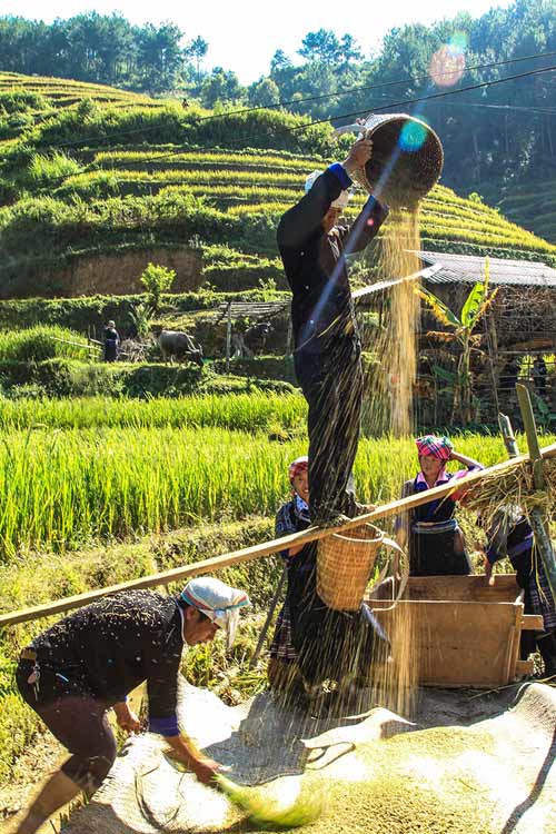 Lên Mù Cang Chải xem chọi trâu, gặt lúa - 9