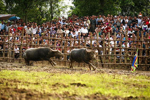 Lên Mù Cang Chải xem chọi trâu, gặt lúa - 10