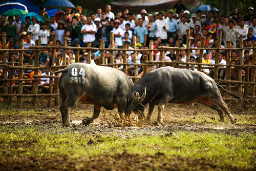 Lên Mù Cang Chải xem chọi trâu, gặt lúa - 11