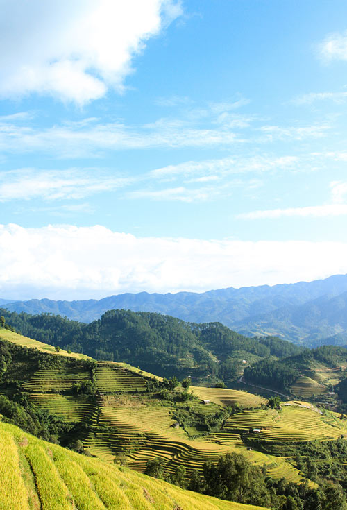 Lên Mù Cang Chải xem chọi trâu, gặt lúa - 18