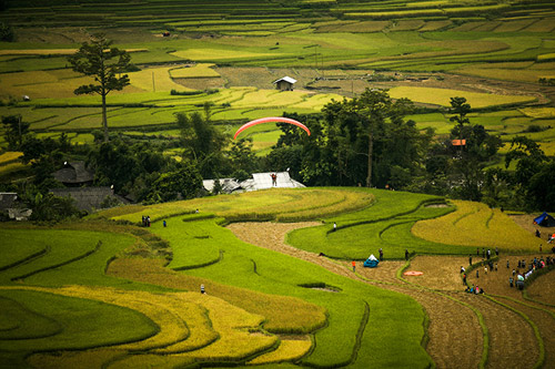 Lên Mù Cang Chải xem chọi trâu, gặt lúa - 12