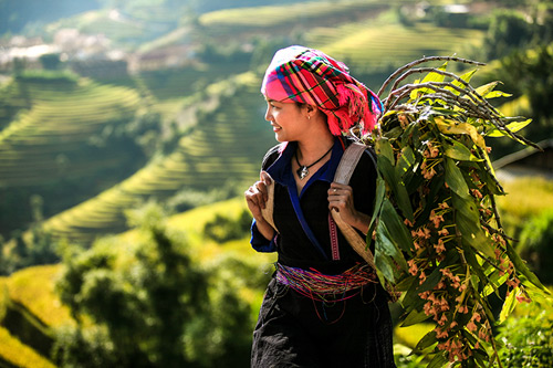 Lên Mù Cang Chải xem chọi trâu, gặt lúa - 19