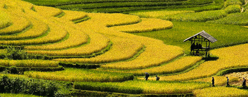 Lên Mù Cang Chải xem chọi trâu, gặt lúa - 16