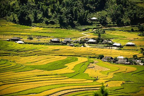 Lên Mù Cang Chải xem chọi trâu, gặt lúa - 15