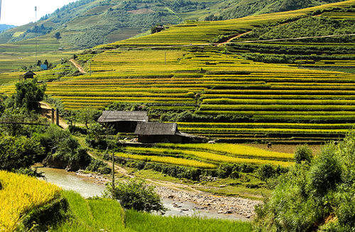 Lên Mù Cang Chải xem chọi trâu, gặt lúa - 17