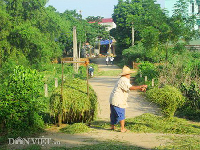 Gặt đầu mùa trong nắng thu - 12