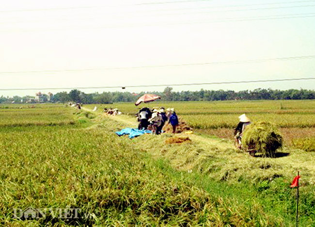 Gặt đầu mùa trong nắng thu - 7