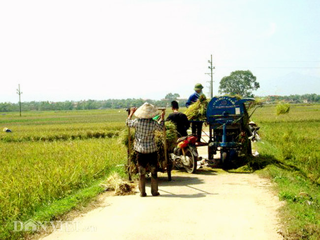 Gặt đầu mùa trong nắng thu - 9