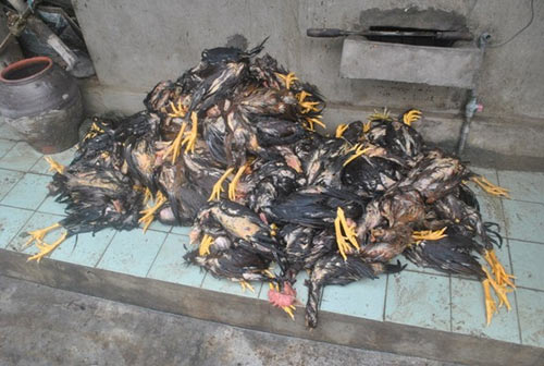 Cảnh tan hoang sau vụ vỡ 2 hồ đập ở Thanh Hóa - 6