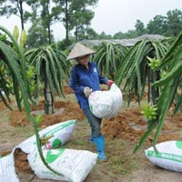 Thị trường - Tiêu dùng - Làm thế nào để mua được phân bón thật?