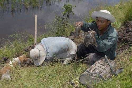 Cận cảnh chợ chuột béo mầm ở miền Tây - 3