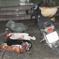 Tin Đà Nẵng - Truy nóng 2 “cẩu tặc”