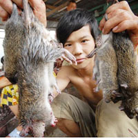 Tin tức trong ngày - Cận cảnh chợ chuột béo mầm ở miền Tây