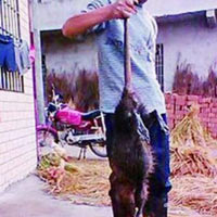 Tin tức trong ngày - Chuột "thành tinh" dài 1 mét ở Trung Quốc