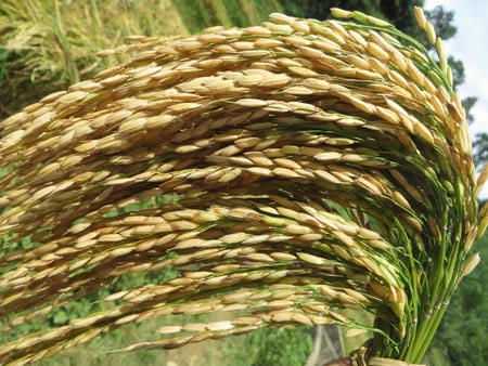 Quyến rũ sắc vàng mùa gặt ở Lùng Khấu Nhin - 11