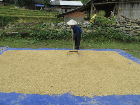 Quyến rũ sắc vàng mùa gặt ở Lùng Khấu Nhin - 12