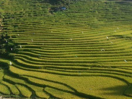 Quyến rũ sắc vàng mùa gặt ở Lùng Khấu Nhin - 3