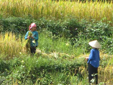 Quyến rũ sắc vàng mùa gặt ở Lùng Khấu Nhin - 4