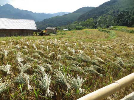 Quyến rũ sắc vàng mùa gặt ở Lùng Khấu Nhin - 6