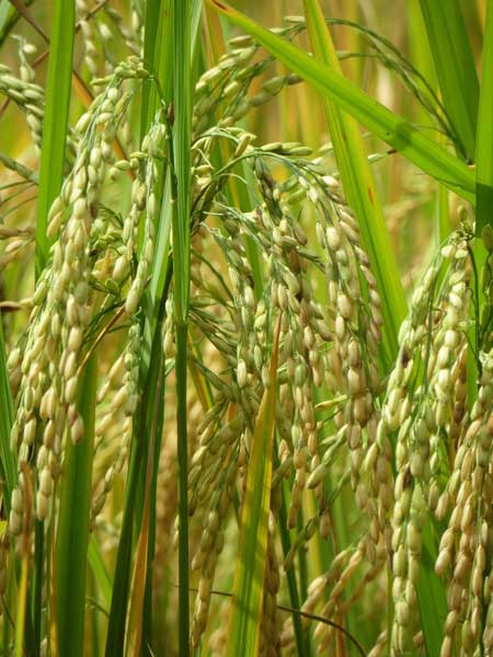 Quyến rũ sắc vàng mùa gặt ở Lùng Khấu Nhin - 8