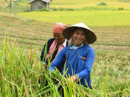 Quyến rũ sắc vàng mùa gặt ở Lùng Khấu Nhin - 9