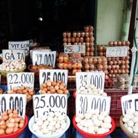 Thị trường - Tiêu dùng - Vì sao giá trứng gia cầm ở chợ gấp đôi ở trại