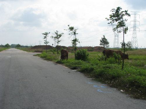Bò lao vào đường phố, gây tai nạn chết người - 2