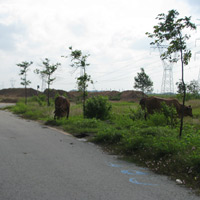 Tin tức trong ngày - Bò lao vào đường phố, gây tai nạn chết người