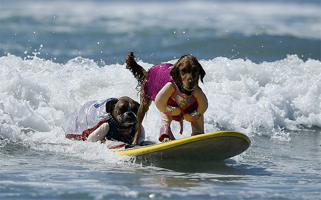 Lễ hội chó lướt sóng vừa được tổ chức tại Huntington Beach, California
