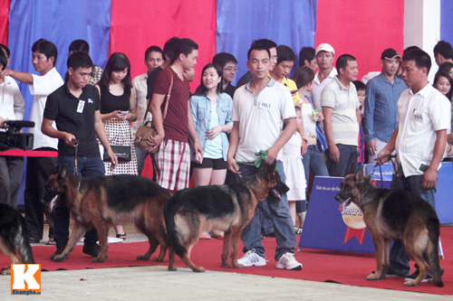 Cún cưng đua sắc trong cuộc thi chó đẹp ở HN - 1