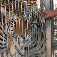 Tin tức trong ngày - Mỹ: Nữ công nhân bị hổ dữ xé nát tay