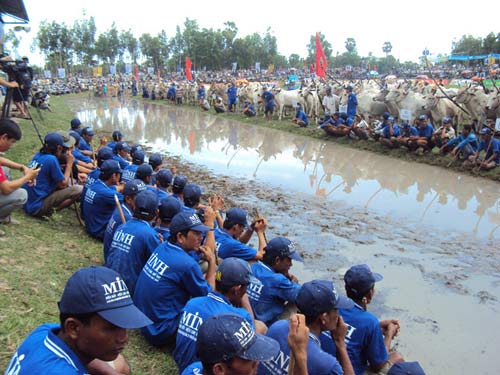 Kỳ thú đua bò Bảy Núi - 2