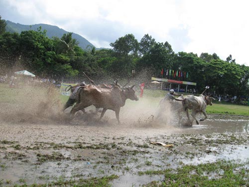 Kỳ thú đua bò Bảy Núi - 4